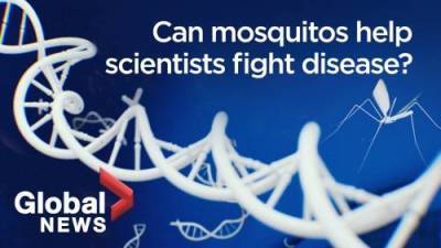 Can genetically-modified mosquitoes help fight vector-borne diseases like Malaria? - globalnews.ca - state Florida - Burkina Faso