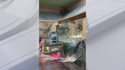 'Darth Gator' video shows alligator escape enclosure in Southern California - fox29.com - state California - county Valley