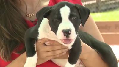 10-week-old puppy found in hot car 'screaming in pain' now recovering - fox29.com - state Florida