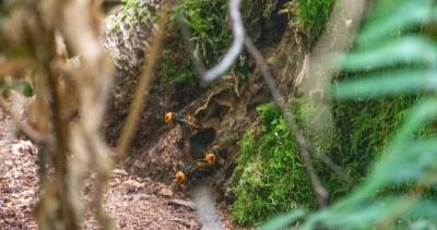 First ‘murder hornet’ nest of 2021 found near B.C.-U.S. border - globalnews.ca - Britain - Canada - state Washington - city Columbia, Britain