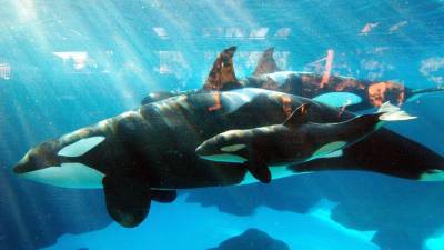 Killer whale at SeaWorld San Diego dies unexpectedly - fox29.com - county San Diego
