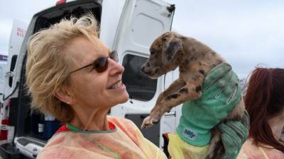 Over 100 shelter pets from Louisiana airlifted to New Castle County as Hurricane Ida looms - fox29.com - state Delaware - county New Castle - state Louisiana - city New Orleans - county Ida