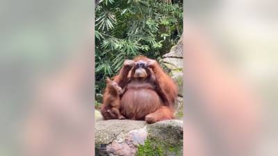 Orangutan rocks sunglasses dropped by visitor into zoo enclosure - fox29.com - Indonesia