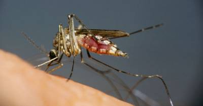 Health warning over mosquitos carrying no-cure West Nile virus that has killed 19 people - dailystar.co.uk - Usa - state California - state Arizona - county Los Angeles - county Maricopa