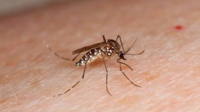 1 dead from West Nile Virus in Camden County - fox29.com - county Bergen - state New Jersey - county Camden - county Middlesex - county Gloucester - county Ocean - city Burlington - county Essex - county Passaic - county Monmouth - county Somerset