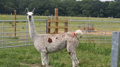 Llama antibodies have 'significant potential' as covid treatment - study - rte.ie - Britain
