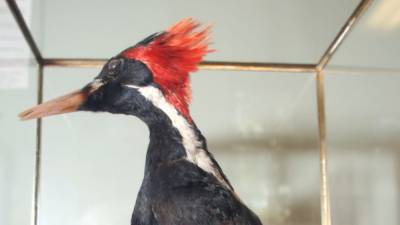 Ivory-billed woodpecker, 22 other species now extinct, US says - fox29.com - Usa - state Montana - Billings, state Montana
