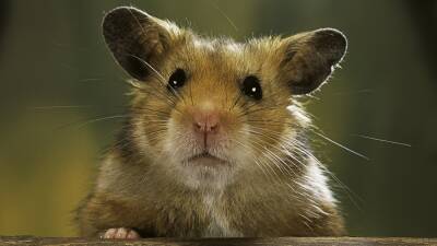 Hong Kong to cull hamsters after Covid outbreak - rte.ie - China - Hong Kong - Netherlands - city Hong Kong