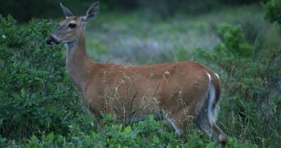 COVID-19 virus detected in five Ontario deer: officials - globalnews.ca