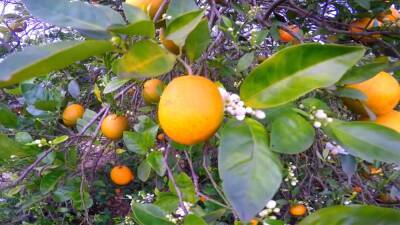Christopher Columbus - Florida’s smaller orange crop could mean higher juice prices in the future - fox29.com - Spain - state Florida - county Orange - city Columbus