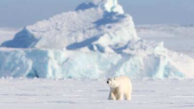 How warming affects Arctic sea ice, polar bears - fox29.com - Russia - state Colorado