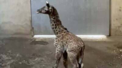 Baby giraffe takes first steps at Santa Barbara Zoo - fox29.com - Los Angeles - state California - county Santa Barbara
