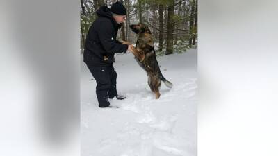 Police dog rescues Pa. man who got lost in frigid woods - fox29.com - state Pennsylvania - state Michigan