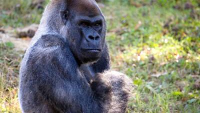 Zoo Atlanta: Ozzie, world's oldest male gorilla, has died - fox29.com - city Atlanta - Georgia - county Forest