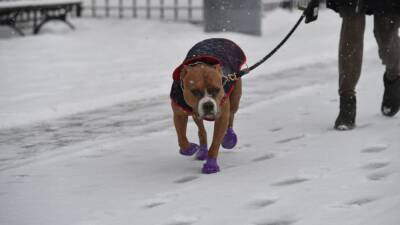 Greg Abbott - Texas law aims to protect dogs from weather extremes - fox29.com - city Atlanta - state North Carolina - state Texas