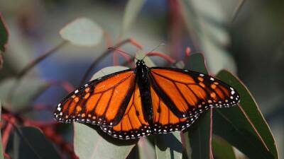 Hope floats: Western monarch butterfly count yields highest total in 5 years - fox29.com - Australia - state California