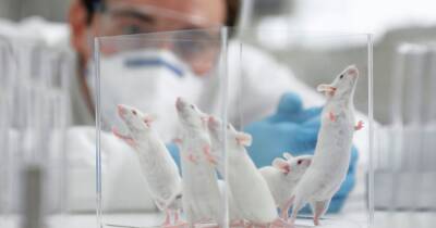 Omicron covid variant 'most likely' to have come from mice, according to research - dailyrecord.co.uk - China