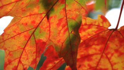 Discover fall foliage maps and where to see fall foliage right now - fox29.com - state Minnesota - state Michigan