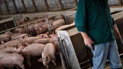 Supreme Court to hear case that could raise price of bacon, other pork products - fox29.com - Usa - state Illinois - state California - Washington - state North Carolina - state Iowa - county Bureau