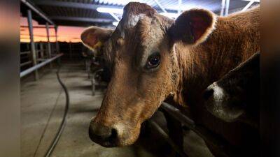 New Zealand proposes taxing cow burps, pee to tackle climate change - fox29.com - China - New Zealand - city Wellington, New Zealand