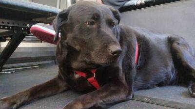 Eclipse the dog, famous for riding Seattle buses by herself, dies at age 10 - fox29.com - city Seattle - county Page - county King - county Ripley - city Belltown