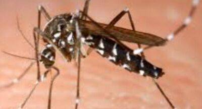 Two mosquito species identified in Sri Lanka - newsfirst.lk - Thailand - India - Sri Lanka - North Korea
