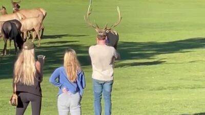 Watch: 'Stressed' bull elk charges at photographer in Estes Park, Colorado - fox29.com - county Park - state Colorado