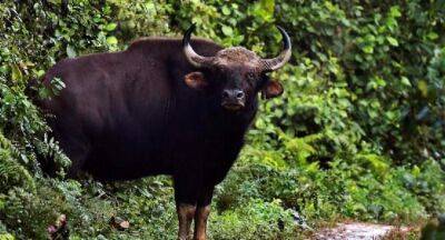 India considering to send six bison to Sri Lanka that were extinct in the island since the 17th century - newsfirst.lk - India - Sri Lanka - Namibia