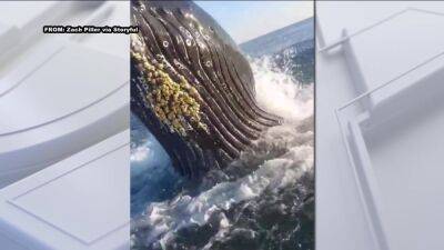 Watch: Breaching humpback whale shocks dad and son on fishing trip at the Jersey shore - fox29.com - Jersey