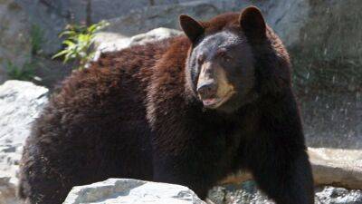 Bear mauls 10-year-old boy in grandparents’ backyard in Connecticut - fox29.com - Usa - city Boston - state Connecticut - county Morris