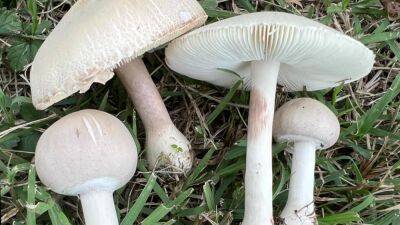 Local health experts warn of mushroom foraging after uptick in poisonings - fox29.com