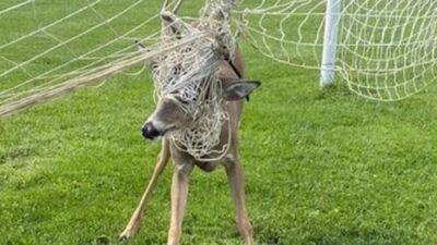 Ohio firefighters rescue deer trapped in soccer goal net - fox29.com - state Ohio