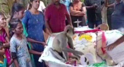 Monkey weeps at the funeral of the man who fed him - newsfirst.lk - Sri Lanka - province Eastern