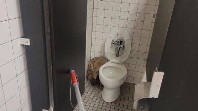 VIDEO: Coyote sneaks into bathroom at Riverside area middle school - fox29.com - county Riverside