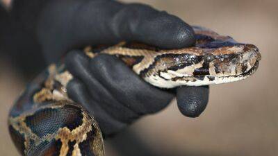 Joe Raedle - NY man smuggled pythons in his pants, feds say - fox29.com - New York - Usa - city New York - county Hill - county Queens - city Albany - Burma - Richmond