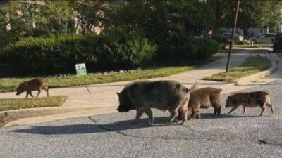 Video: Pigs roaming free, creating havoc a few weeks in Burlington County at last captured - fox29.com - county Laurel - state New Jersey - county Burlington - Jersey