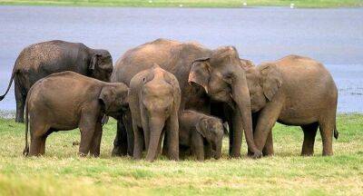 Mahinda Amaraweera - Countrywide elephant census next year - newsfirst.lk - Sri Lanka
