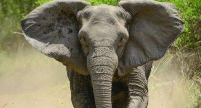 Jumbo trunk stuck in moonshine barrel; Five-hour operation to rescue the elephant - newsfirst.lk - Sri Lanka
