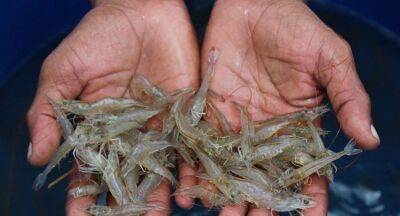 Korea to invest USD 1.2 Mn on shrimp aquaculture - newsfirst.lk - South Korea - Sri Lanka - North Korea