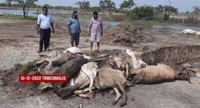 Death of animals in North & East: safety instructions issued - newsfirst.lk