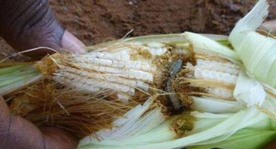 Sena caterpillar invades maize cultivations - newsfirst.lk