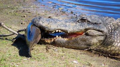 Cold-stunned gator with fish in mouth stops mid-snack at Myakka State Park - fox29.com - state Florida - county Park - city Venice - county Sarasota - Austin
