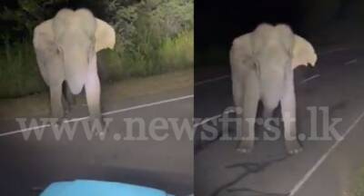 TikToker who harassed elephant calf by driving close to it, arrested and fined - newsfirst.lk - Sri Lanka