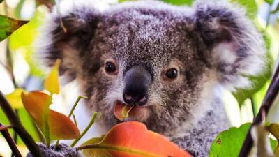 Koalas listed as endangered species in parts of Australia - fox29.com - Australia