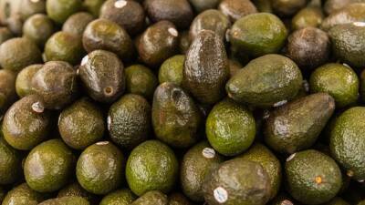 US suspends avocado imports from Mexico - fox29.com - New York - Usa - Mexico - city Mexico