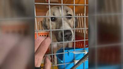 Christa Dao - Rescue animals from Afghanistan to land at YVR - globalnews.ca - Afghanistan