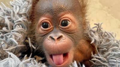 Christmas Eve - Meet 'Roux': New Orleans zoo officially names cute baby orangutan - fox29.com - Indonesia - France - city New Orleans