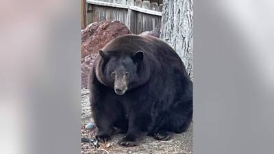 'Hank the Tank’: 500-pound black bear ransacks Lake Tahoe homes, evades authorities - fox29.com - New York - state California