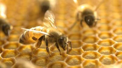 Hive thefts rise as beekeepers aid California's most valuable crop - fox29.com - Usa - state California - state Pennsylvania
