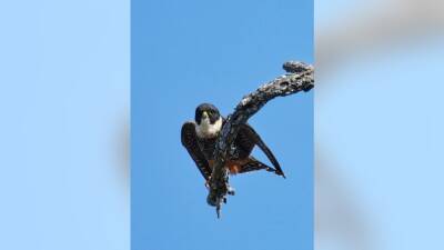 First bat falcon spotted in US at Texas wildlife refuge - fox29.com - Usa - state Texas - city Santa Ana